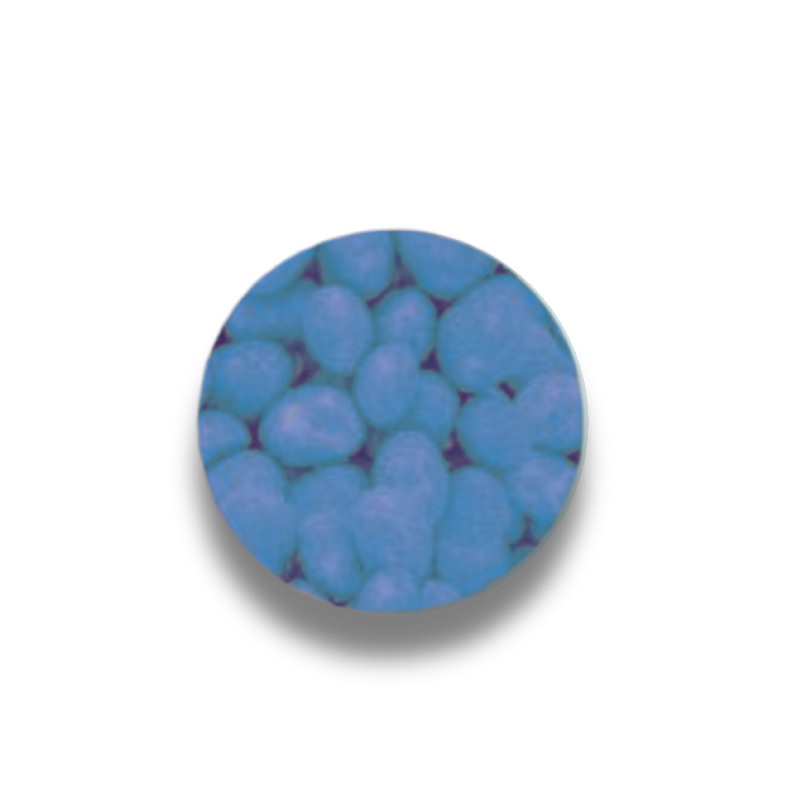CACAHUATE HOLANDÉS AZUL